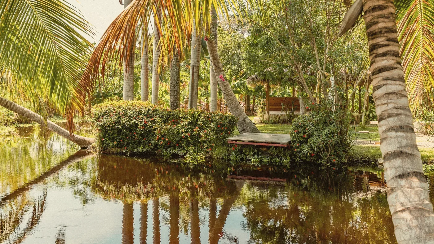 The calm lagoon with palms